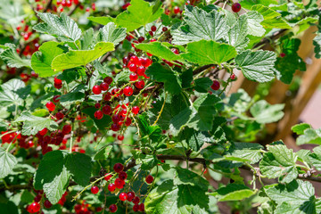 reife Johannisbeeren zum selbstpfl&uuml;cken