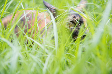 cat lie down on grass in the garden