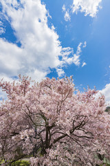 Obraz na płótnie Canvas 天下第一の桜