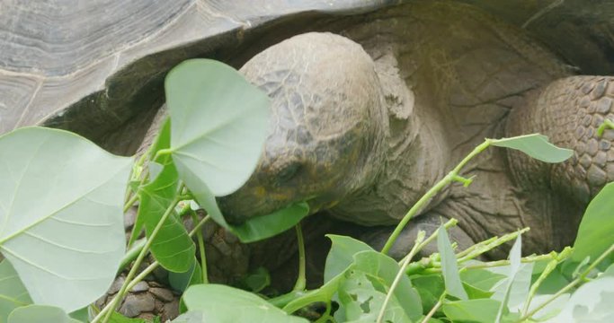 Tortoise Eating