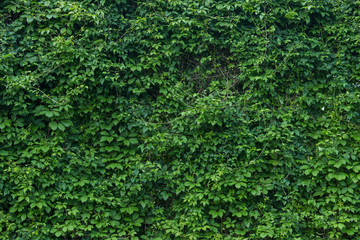 green wall, plant background - 145059944