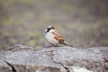 Obraz na płótnie Canvas The bird a sparrow. City park in the spring.