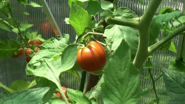 reife und unreife Tomaten (Strauchtomaten) an einem Strauch