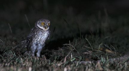 Owl, Spotted owlet (Athene brama) on ground,Bird of Thailand