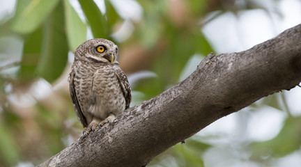 Owl, Spotted owlet (Athene brama) on branch,Bird of Thailand