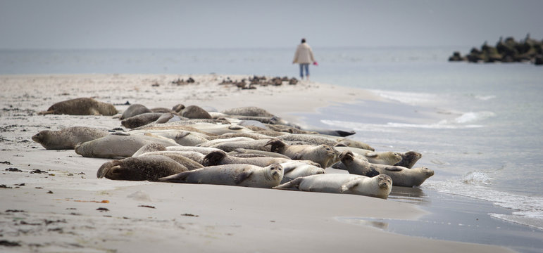 Seehunde auf der Düne (Helgoland)