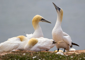 Basstölpel auf Helgoland
