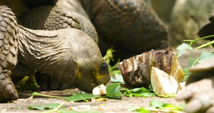 Tortoise Eating