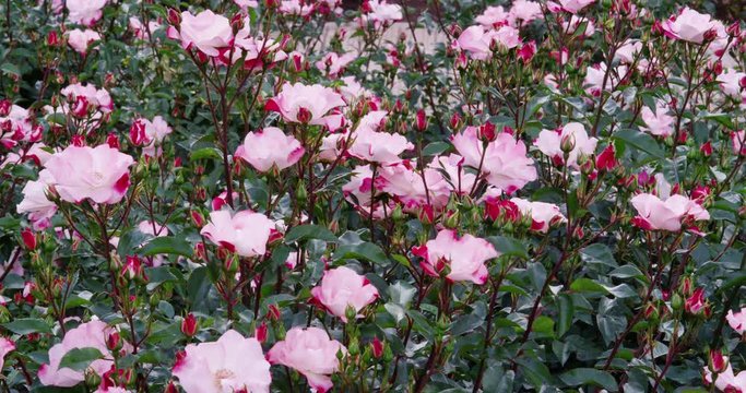 Roses in a Rose Garden