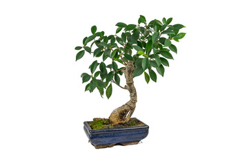 Bonsai, Ficus retusa, In a marble pot, on a white background. Indoor plant.