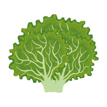 fresh letuce vegetable icon vector illustration design