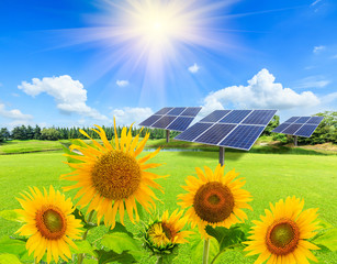 Solar panels and sunflowers on green field
