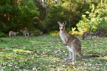 Kangarros in wild nature © mariematata