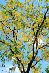 Golden shower flower (cassia fistula) in Thailand
