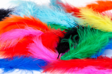 Colored, light bird feathers on white background.