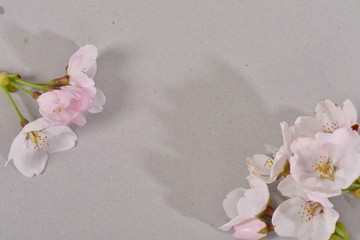 Fototapeta na wymiar 桜とボール紙