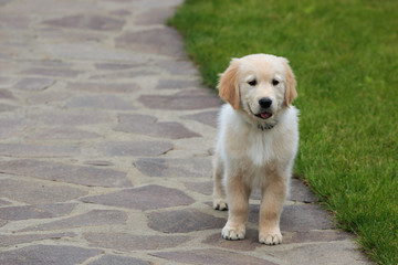 cucciolo di Golden Retriever