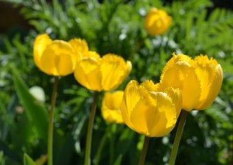 May flowers, tulips.