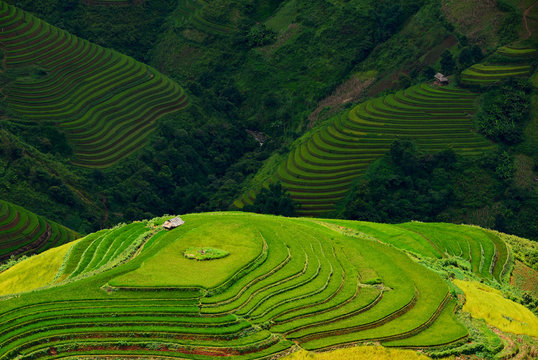 Rice terrace on during sunset ,Vietnam,vietnam rice terrace,rice field of vietnam,terrace rice field,mu chang chai rice field