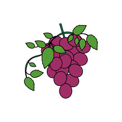 white background with colorful bunch of grapes icon vector illustration