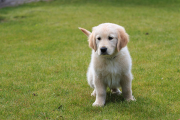 cucciolo di Golden Retriever