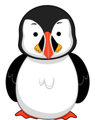 Colorful Puffin Bird