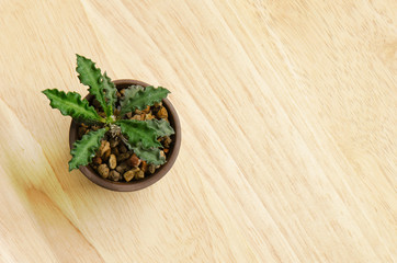 top view small succulent plant pot on wood table background