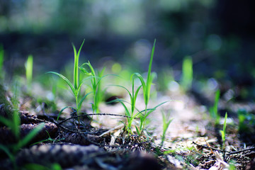 green shoots of young grass spring background