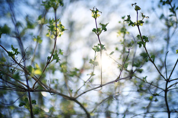 young green leaves spring background