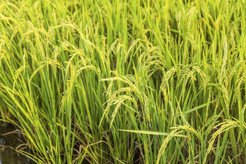 rice field in country
