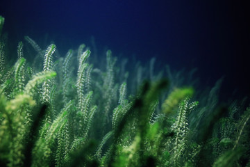 Underwater fish fresh water algae