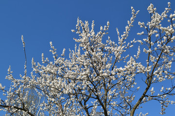 Blossoming tree against the blue sky