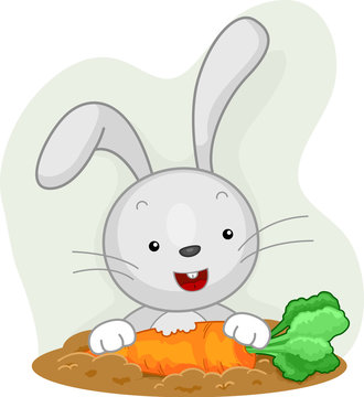 Rabbit Attentive Eating Carrot Garden