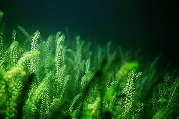 Underwater fish fresh water algae