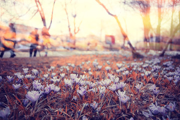 blurred background spring flowers