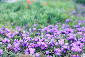 Obraz premium flowerbed with flowers in the city park in the spring