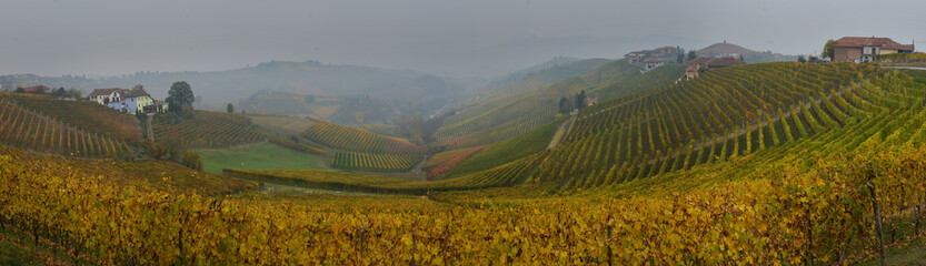 panorama of autumn vineyards