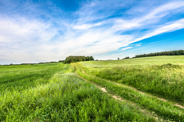 Rural road, field and sky, grass with cornflowers, summer landscape