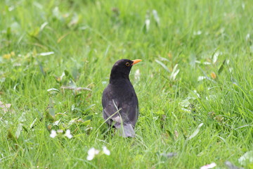 Amsel