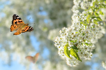 Schmetterling 316 © K.-U. Häßler