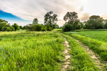 Dirt road and green field with cornflowers, summer landscape