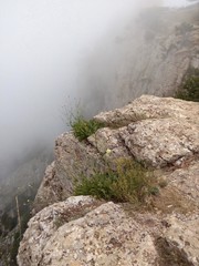 горные травы растут на камнях