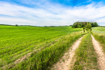 Fototapeta na wymiar Dirt road and green field, rural field in the summer, landscape