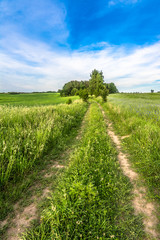Fototapeta na wymiar Rural road, field and sky, grass with cornflowers, summer landscape