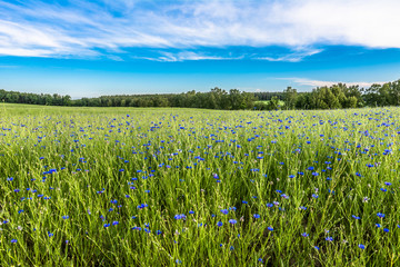 Blue cornflowers field landscape, rural field in the summer, landscape