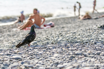 Dove on pebbles