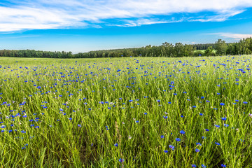 Blue cornflowers field landscape, rural field in the summer, landscape