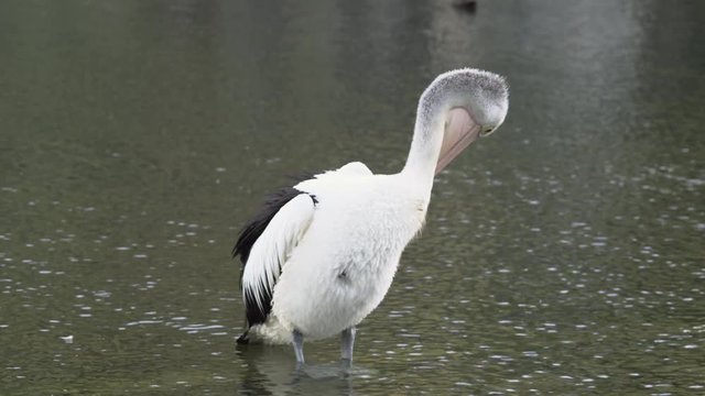 Resting Pelican in the Pond of John Oldham Park 
