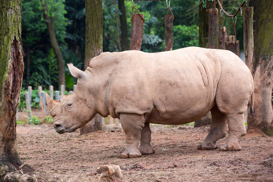 Big rhino in  safari