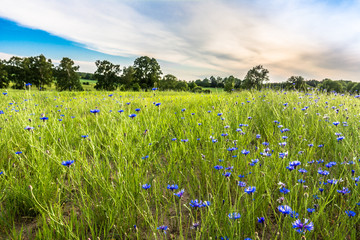 Naklejka premium Blue cornflowers field landscape, rural field in the summer, landscape
